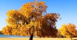 Stunning autumn landscape with vibrant fall foliage and clear blue sky in Denver, Colorado.